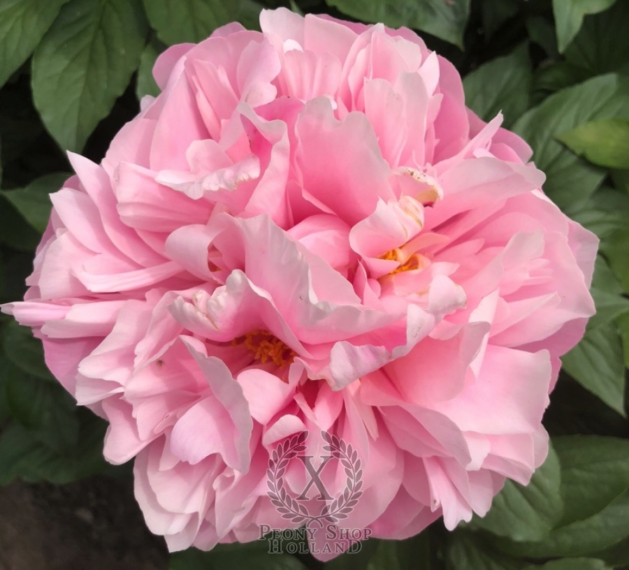 Peony Amazon at peony nursery
