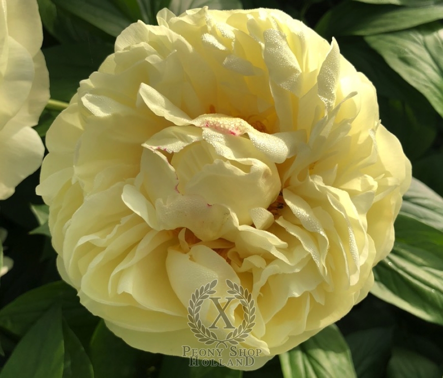 Peony Chartago at peony nursery