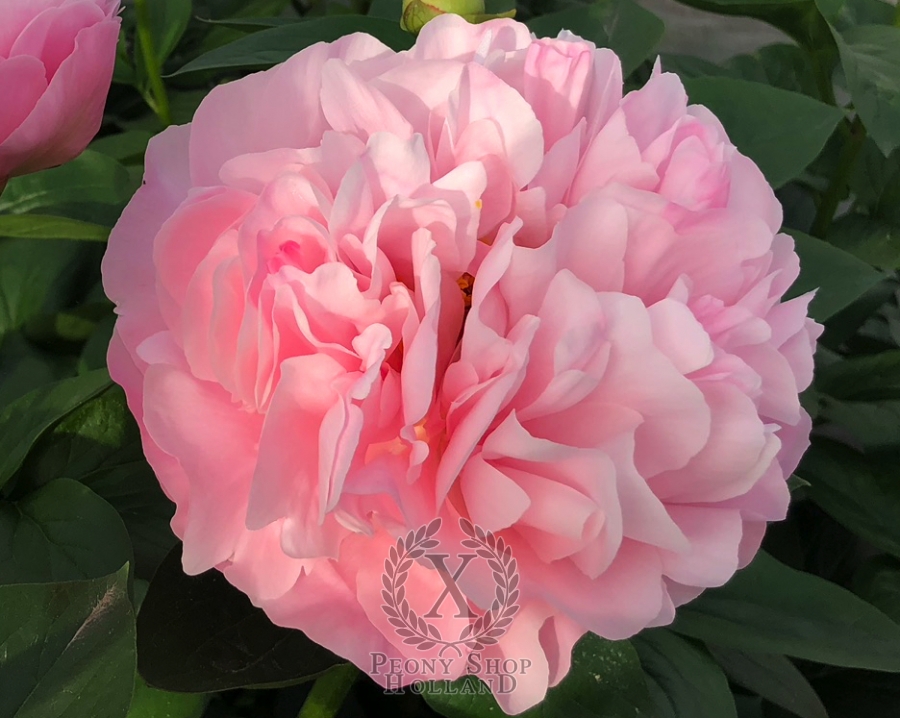 Peony Cologne at peony nursery