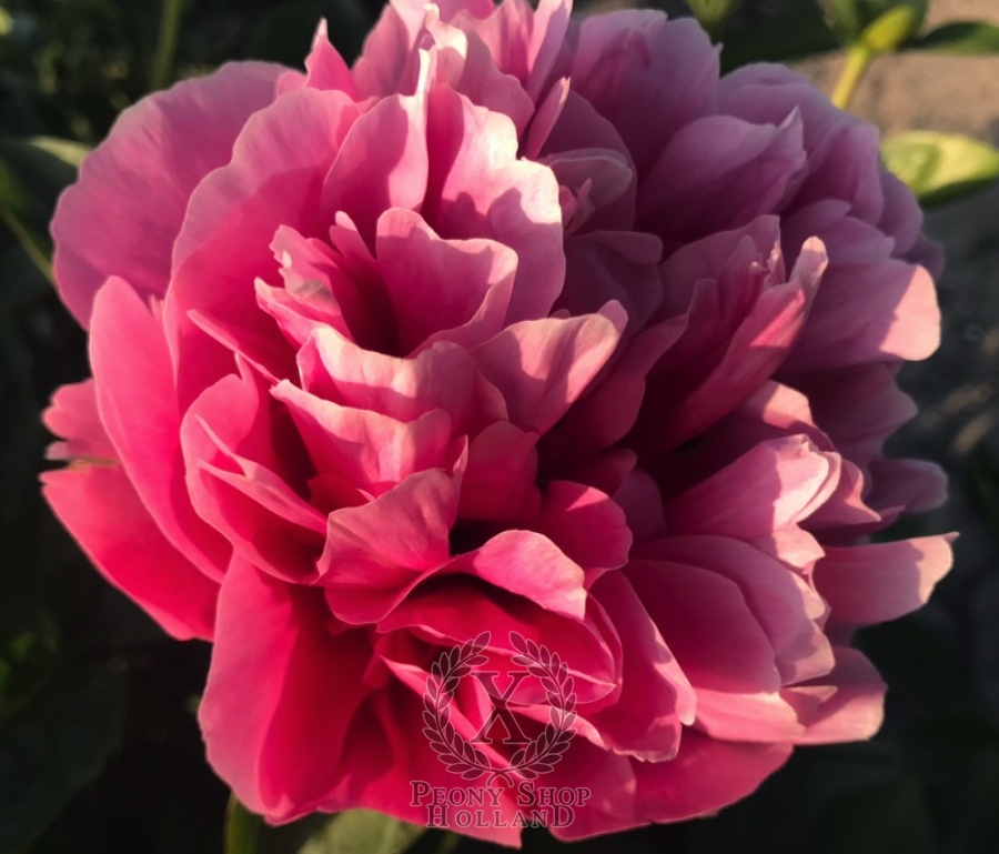 Peony Fortuna Redux at peony nursery