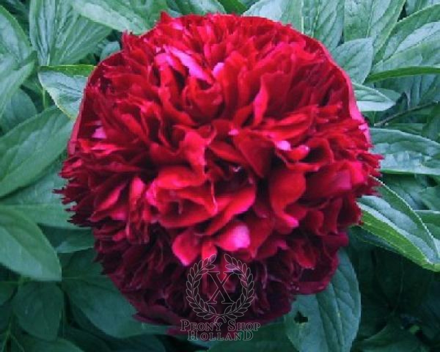 Peony Many Happy Returns at peony nursery Peonyshop.com