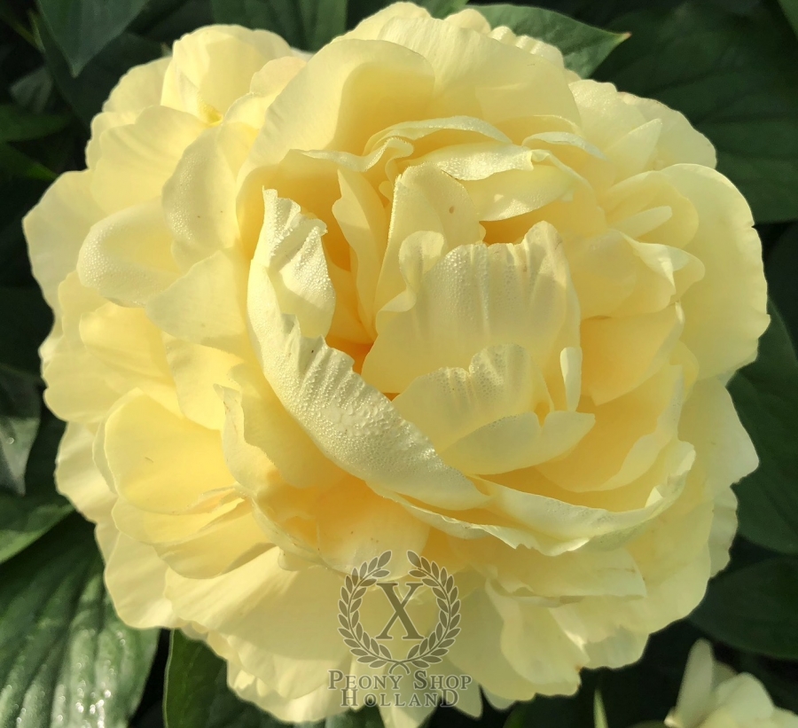 Peony House Of The Golden Bracelet At Peony Nursery Peonyshop Com Peony House Of The Golden Bracelet At Peony Nursery Peonyshop Com