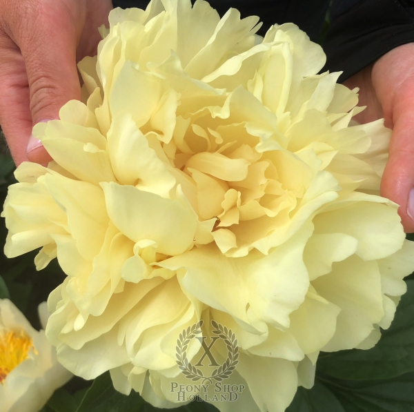 Peony House Of The Golden Bracelet At Peony Nursery Peonyshop Com Peony House Of The Golden Bracelet At Peony Nursery Peonyshop Com