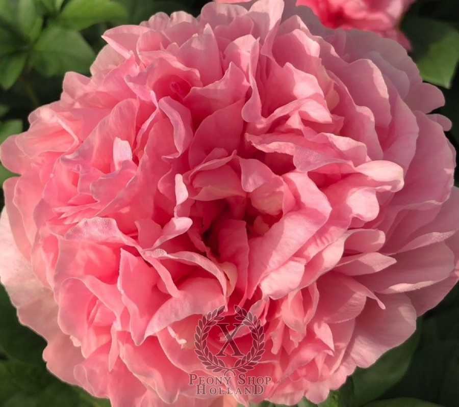 Peony Roma Secunda at peony nursery