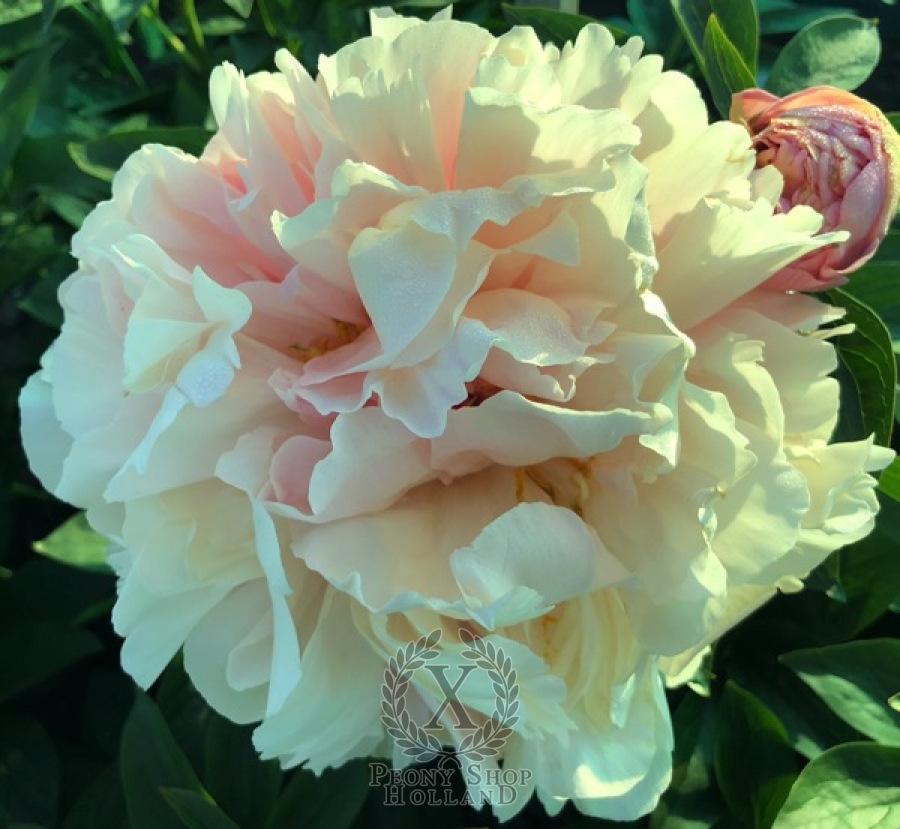 Peony Sleeping Ariadne at peony nursery Peonyshop.com Peony Sleeping Ariadne at peony nursery Peonyshop.com