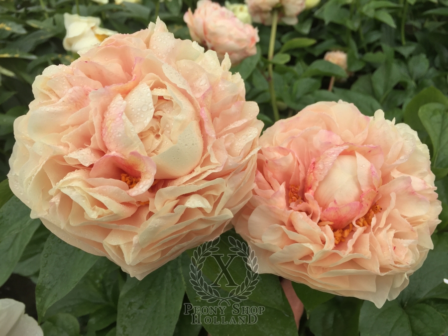 Peony Tiberius at peony nursery