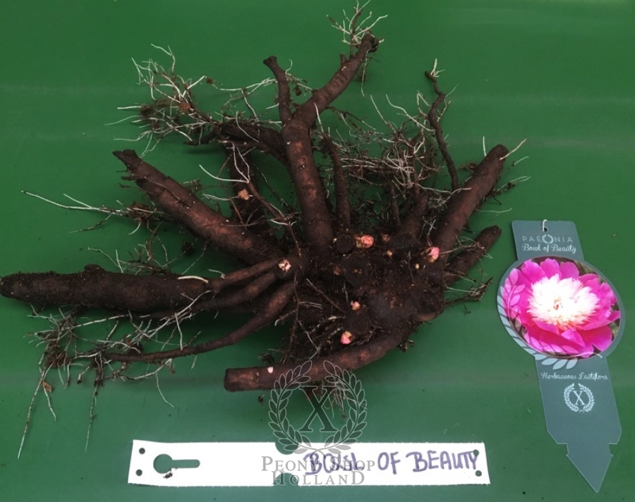 Peony Bowl Of Beauty At Peony Nursery Peonyshop Com Peony Bowl Of Beauty At Peony Nursery Peonyshop Com