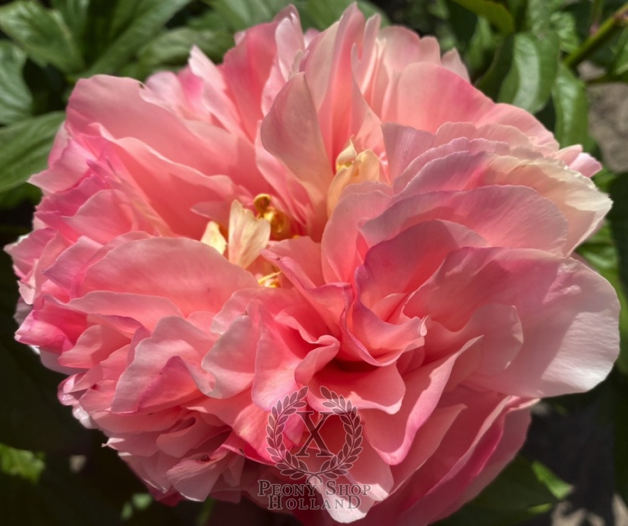 Peony Villa Of Livia at peony nursery