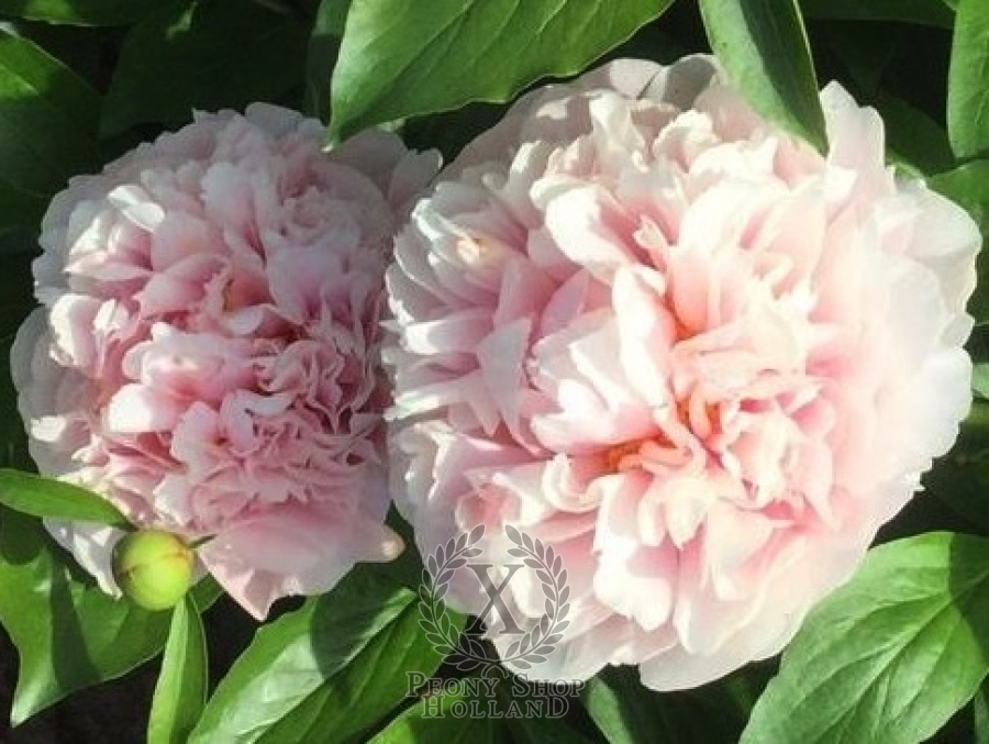 Peony Northwind Maiden At Peony Nursery Peonyshop Com