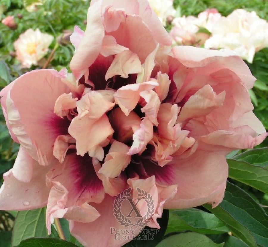 Peony Oochigeas Itoh Hybrid at peony nursery