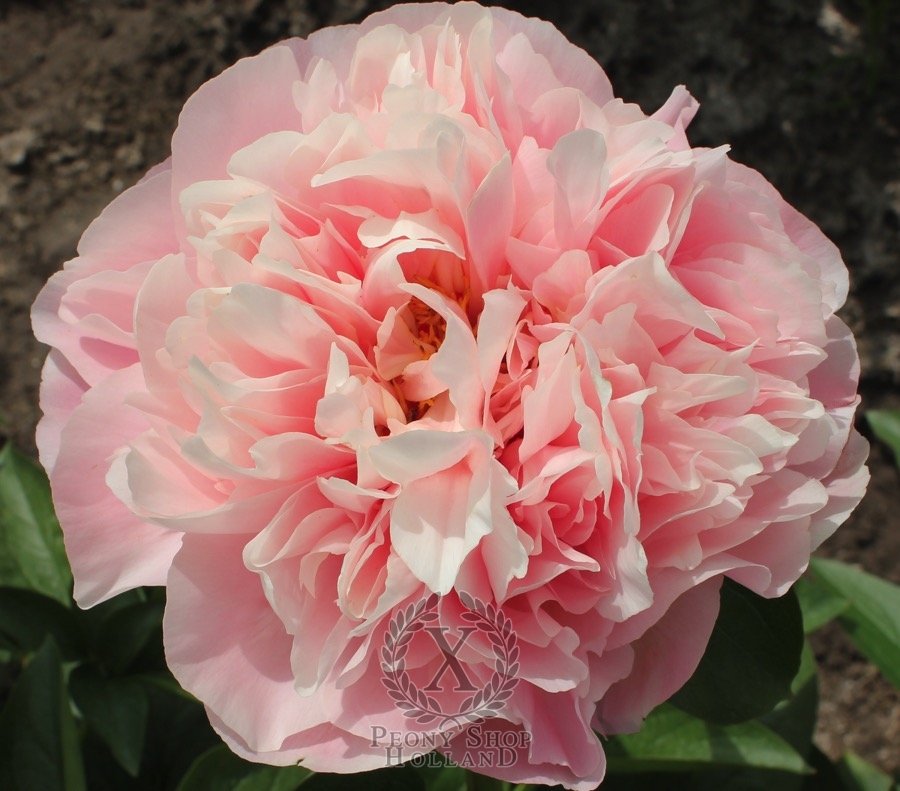 Peony Faithful Dream at peony nursery