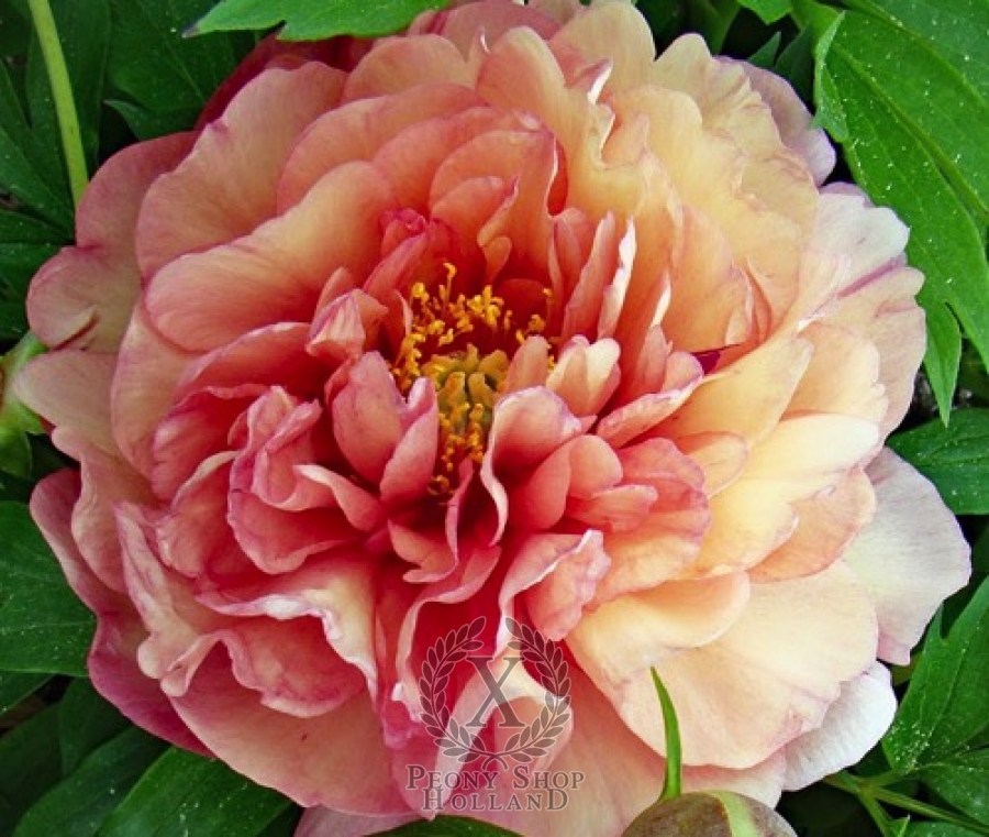 Peony Magical Mystery Tour Itoh Hybrid at peony nursery