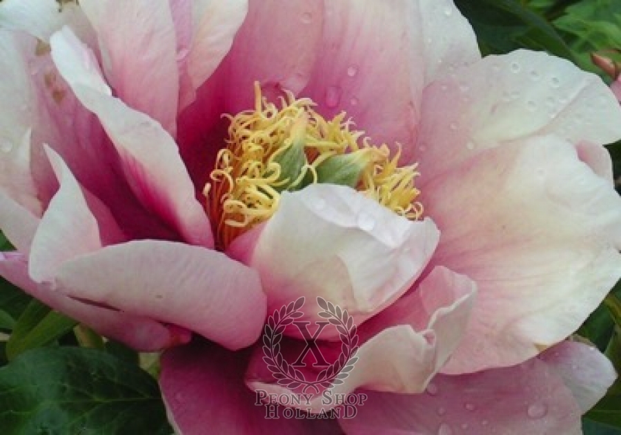 Peony Pastel Lilas Itoh Hybrid at peony nursery