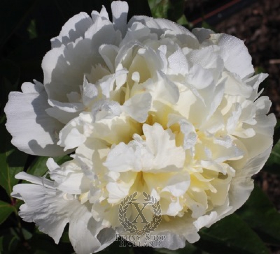 Peony White Masterpiece at peony nursery
