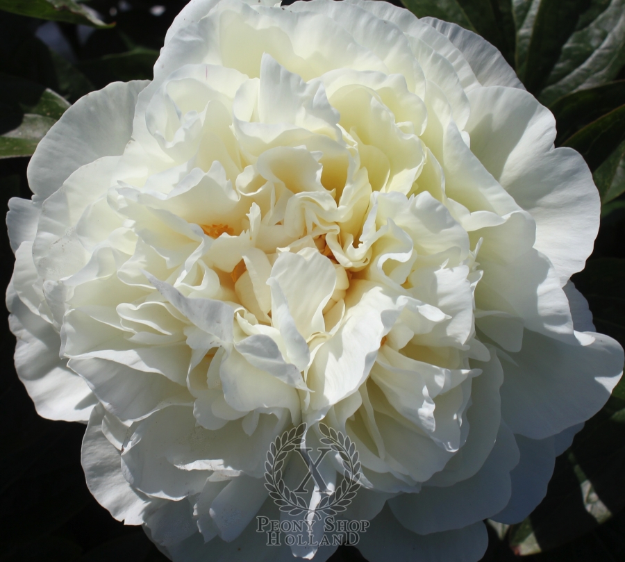 Peony Heavenly White at peony nursery