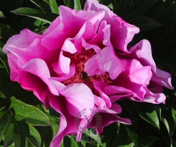 Peony Elegant Flash Itoh Hybrid at peony nursery