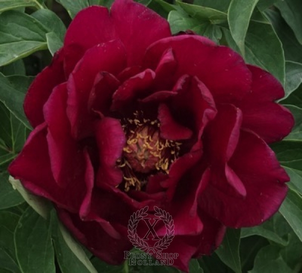 Peony Spectacular Flash Itoh Hybrid at peony nursery