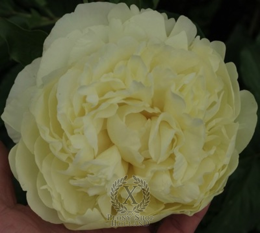 Peony Majestic Yellow at peony nursery