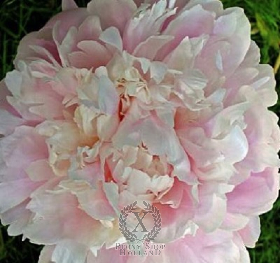 Peony Odile at peony nursery Peonyshop.com