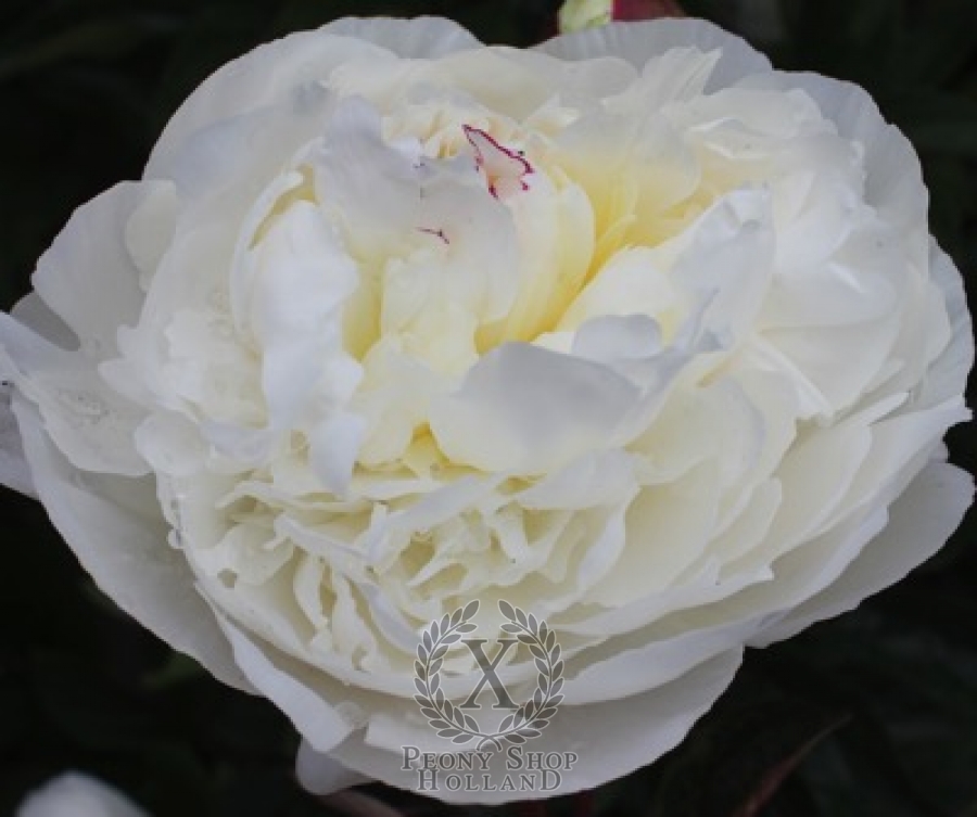 Peony Odile at peony nursery Peonyshop.com