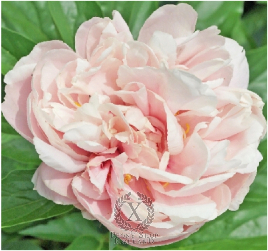 Peony Joyful Blush at peony nursery